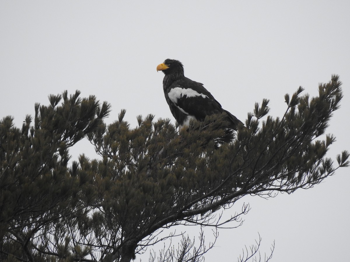 Steller's Sea-Eagle - ML405384721