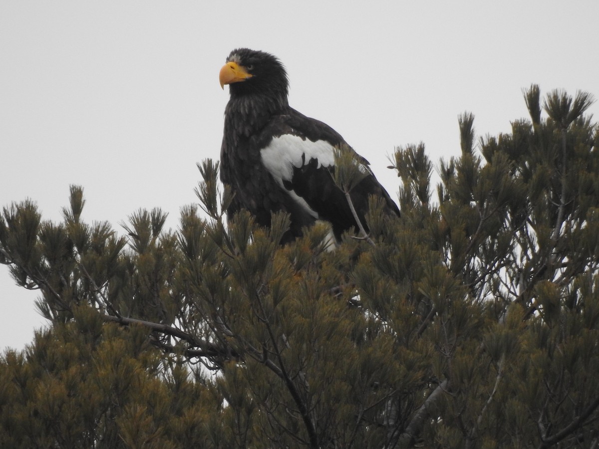 Steller's Sea-Eagle - ML405384821