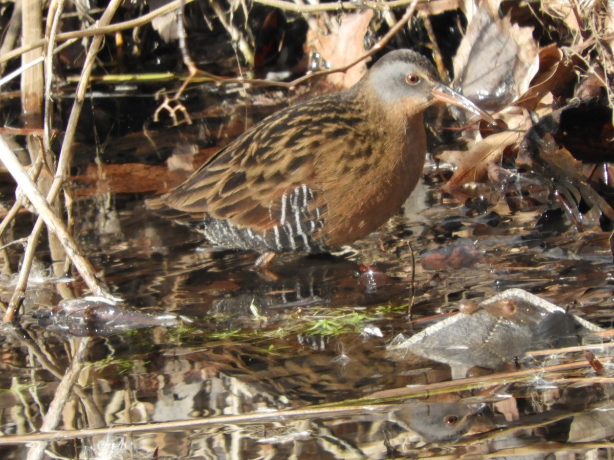 Virginia Rail - John Gaglione