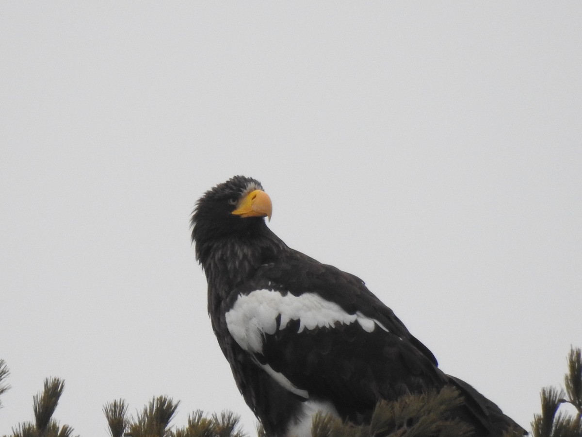 Steller's Sea-Eagle - ML405384891