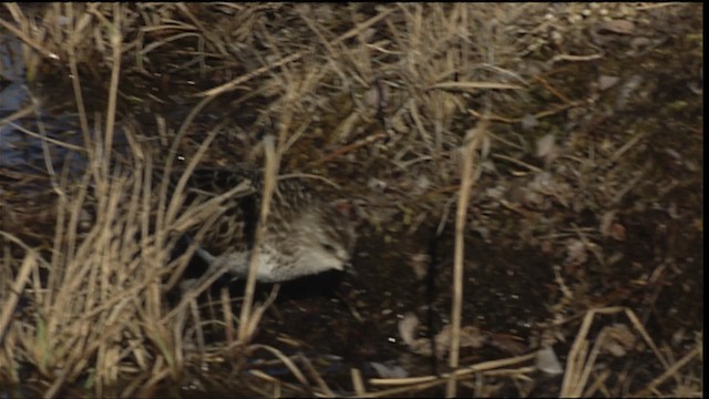 Semipalmated Sandpiper - ML405386