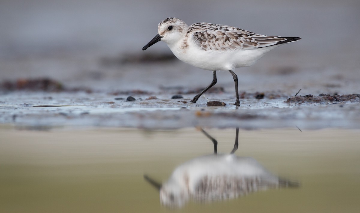 Sanderling - ML40538611