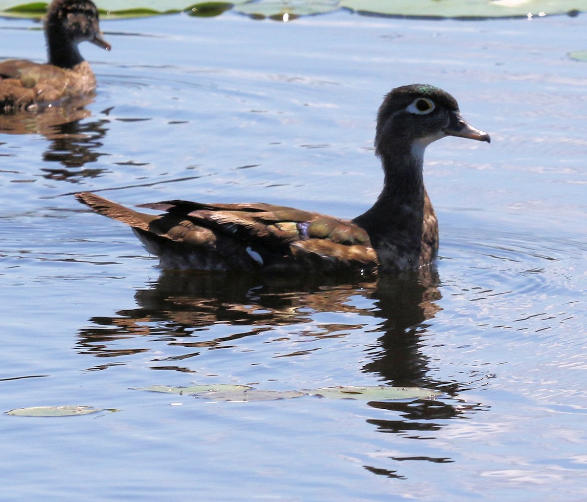 Wood Duck - ML405388231