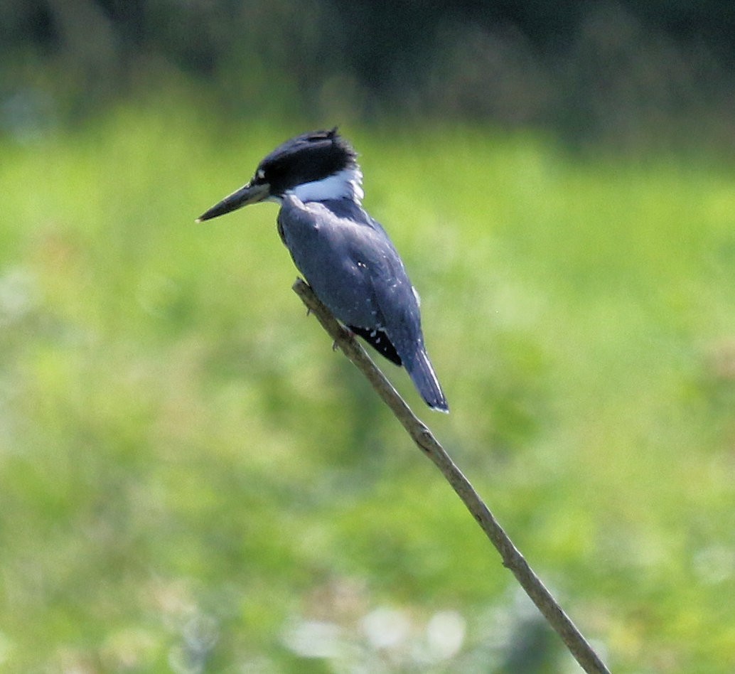 Belted Kingfisher - ML405388411