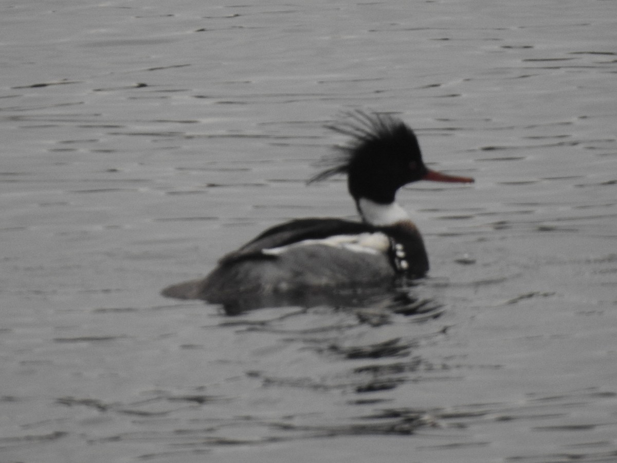 Red-breasted Merganser - ML405388461