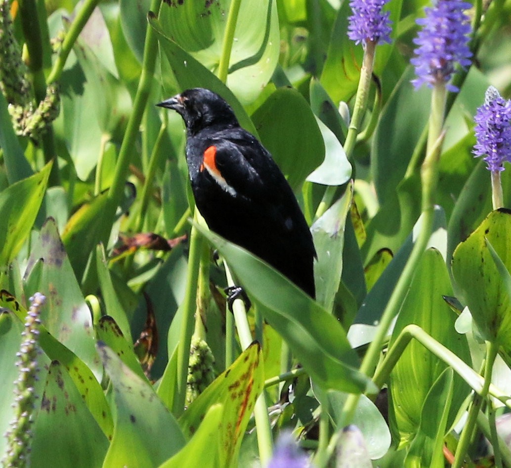 Red-winged Blackbird - Kernan Bell