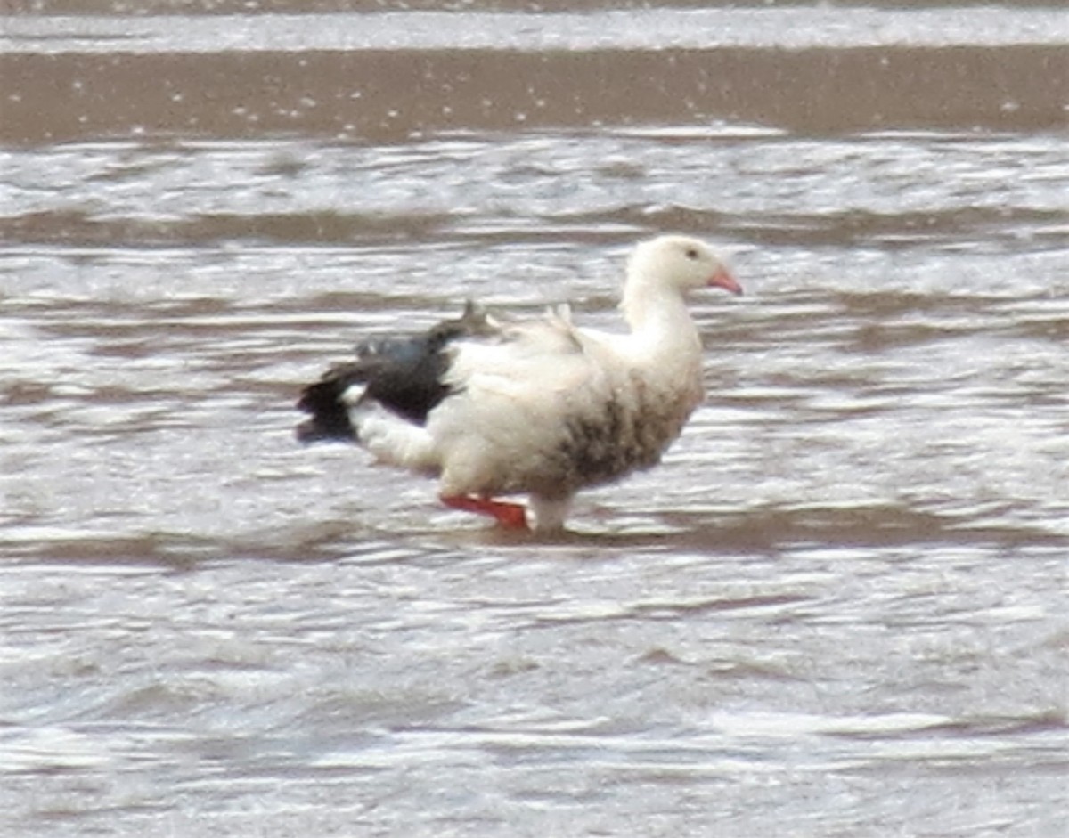 Andean Goose - ML405388741