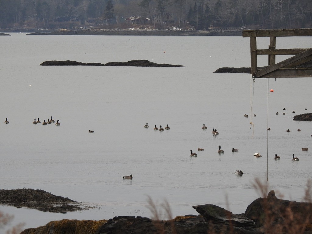 Mallard - ML405388751