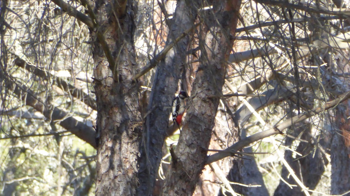 Great Spotted Woodpecker - ML405388761