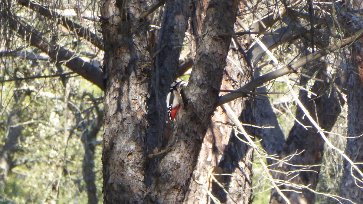 Great Spotted Woodpecker - ML405388821