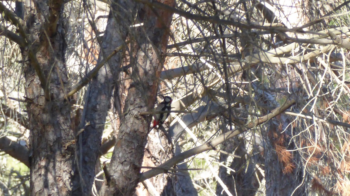 Great Spotted Woodpecker - ML405388881