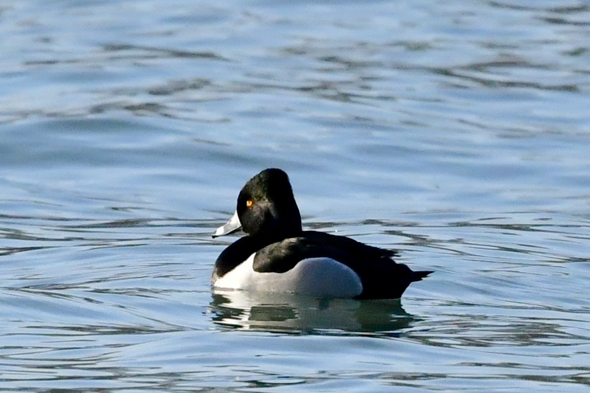 Ring-necked Duck - ML405390511