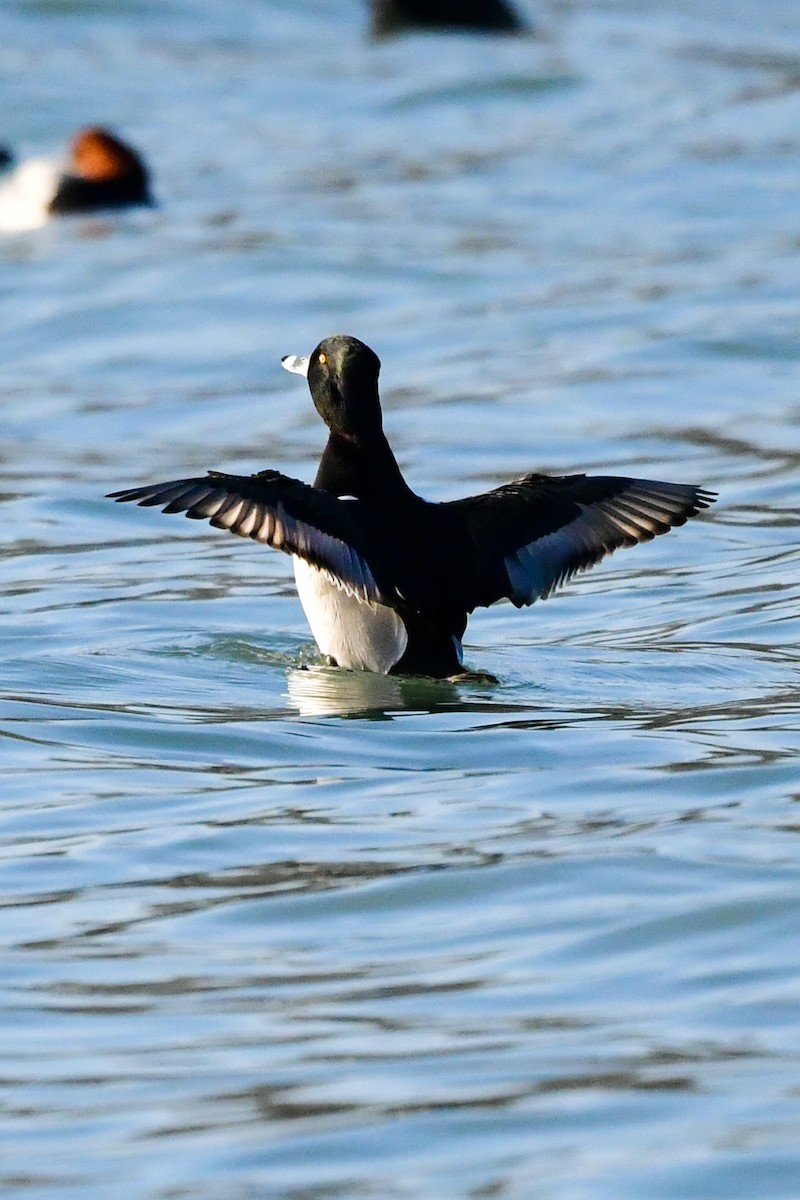Ring-necked Duck - ML405390531
