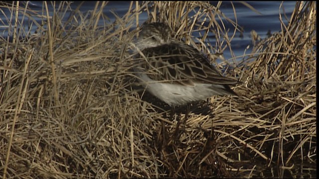 Semipalmated Sandpiper - ML405391