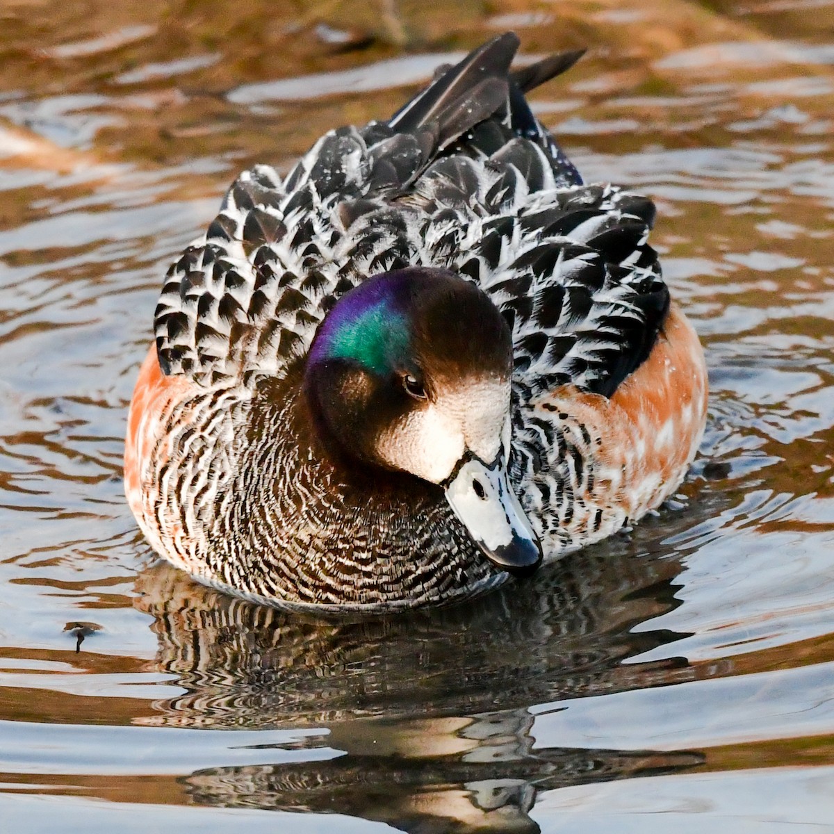 Chiloe Wigeon - ML405391271