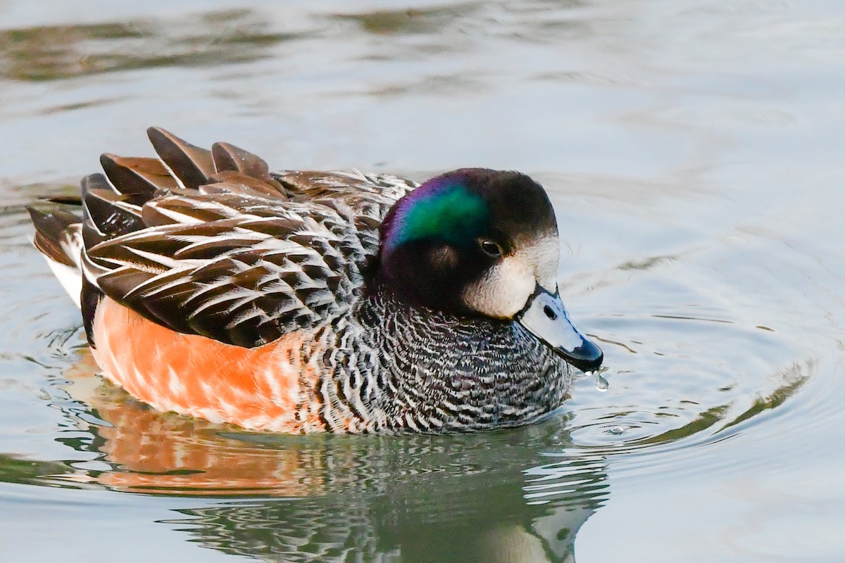 Chiloe Wigeon - ML405391281
