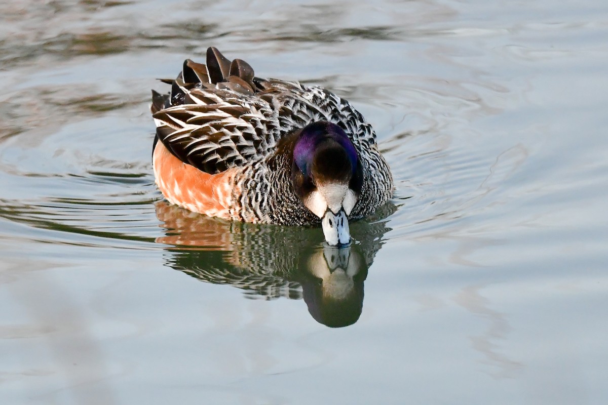 Chiloe Wigeon - ML405391291