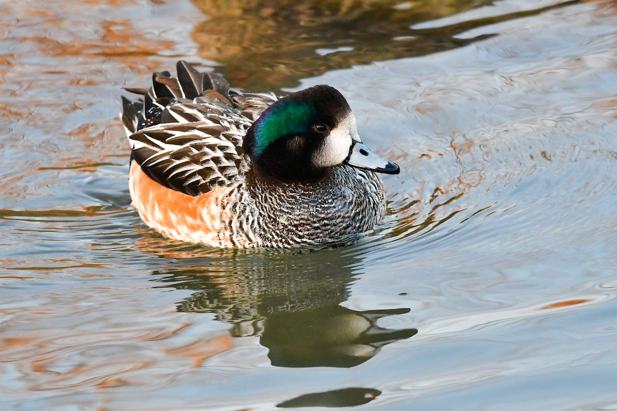 Chiloe Wigeon - ML405391311