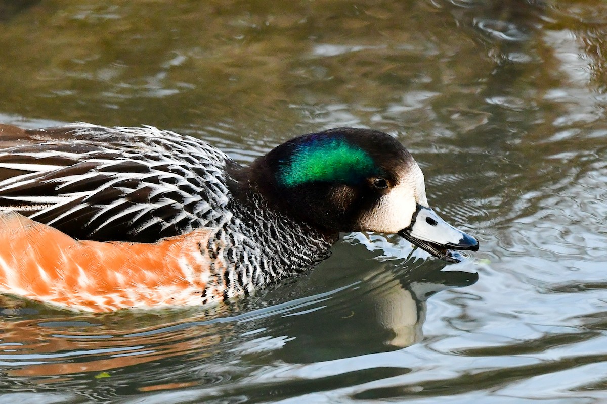 Chiloe Wigeon - ML405391321