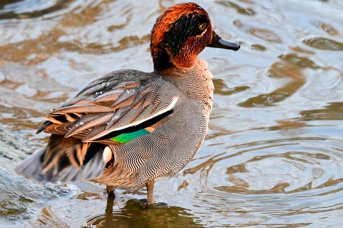 Green-winged Teal - ML405391491