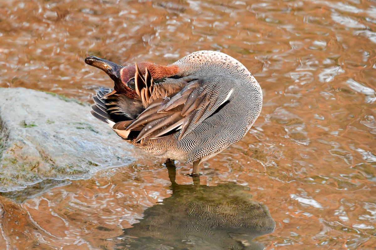 Green-winged Teal - ML405391521
