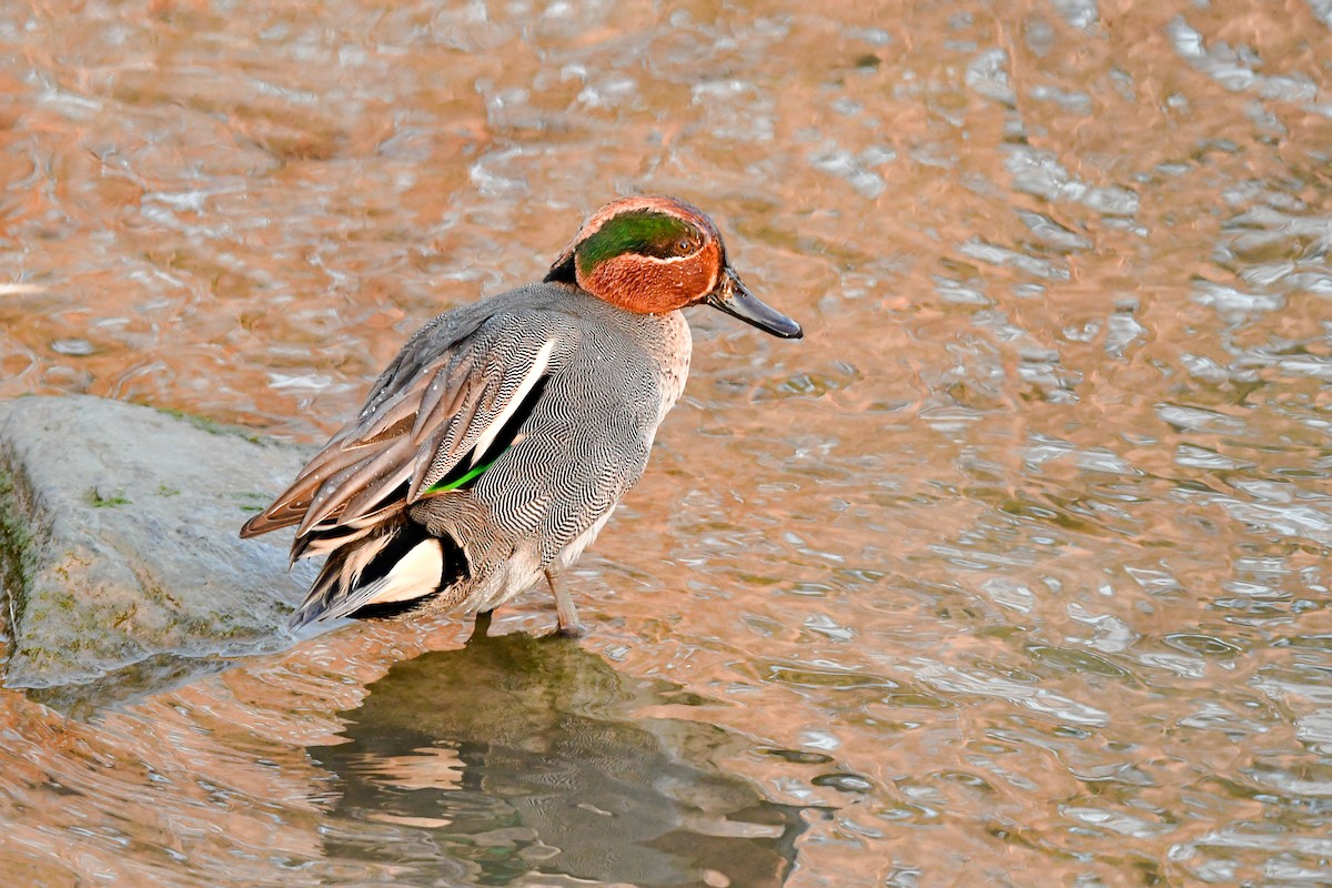 Green-winged Teal - ML405391611