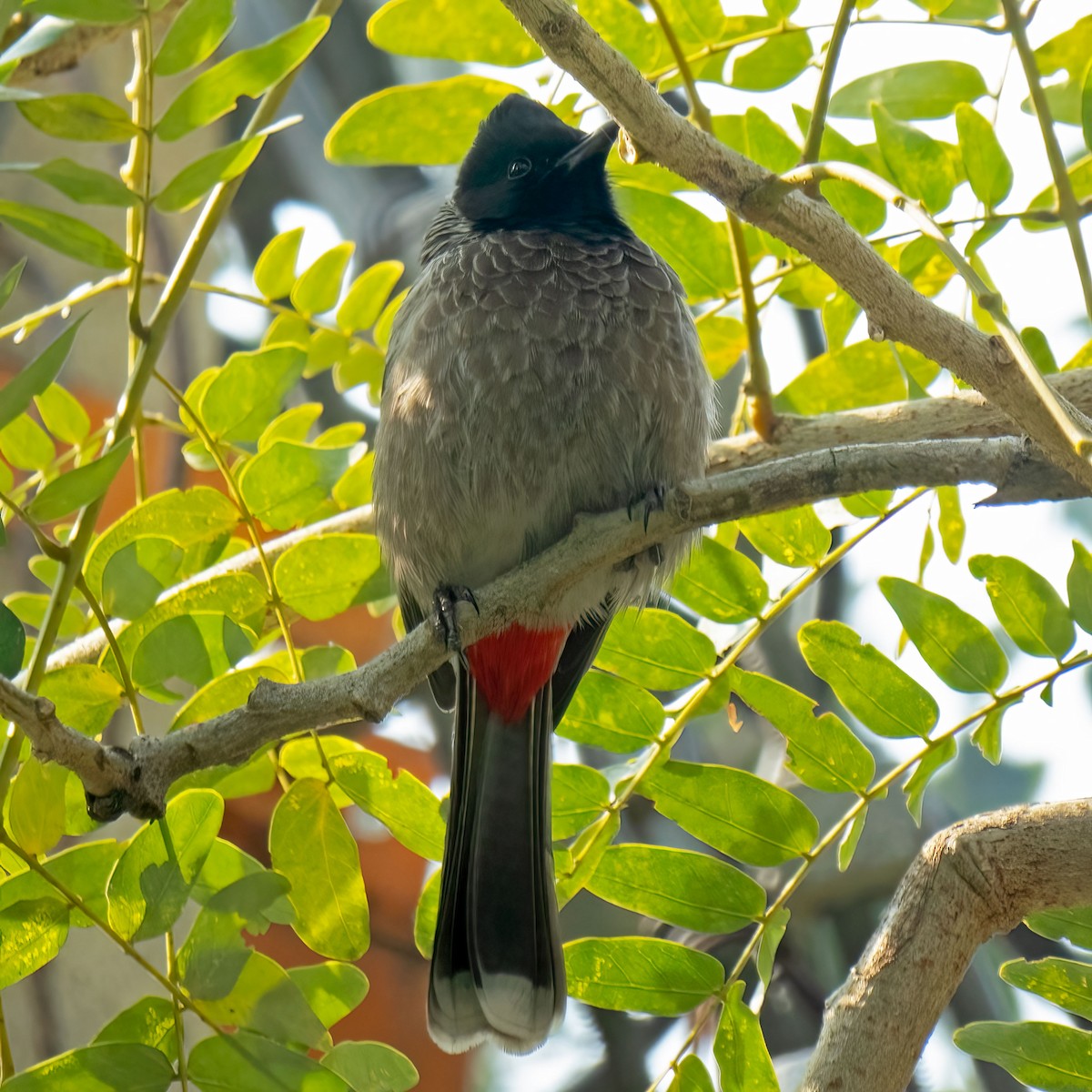 Red-vented Bulbul - ML405391771