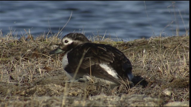 Long-tailed Duck - ML405392