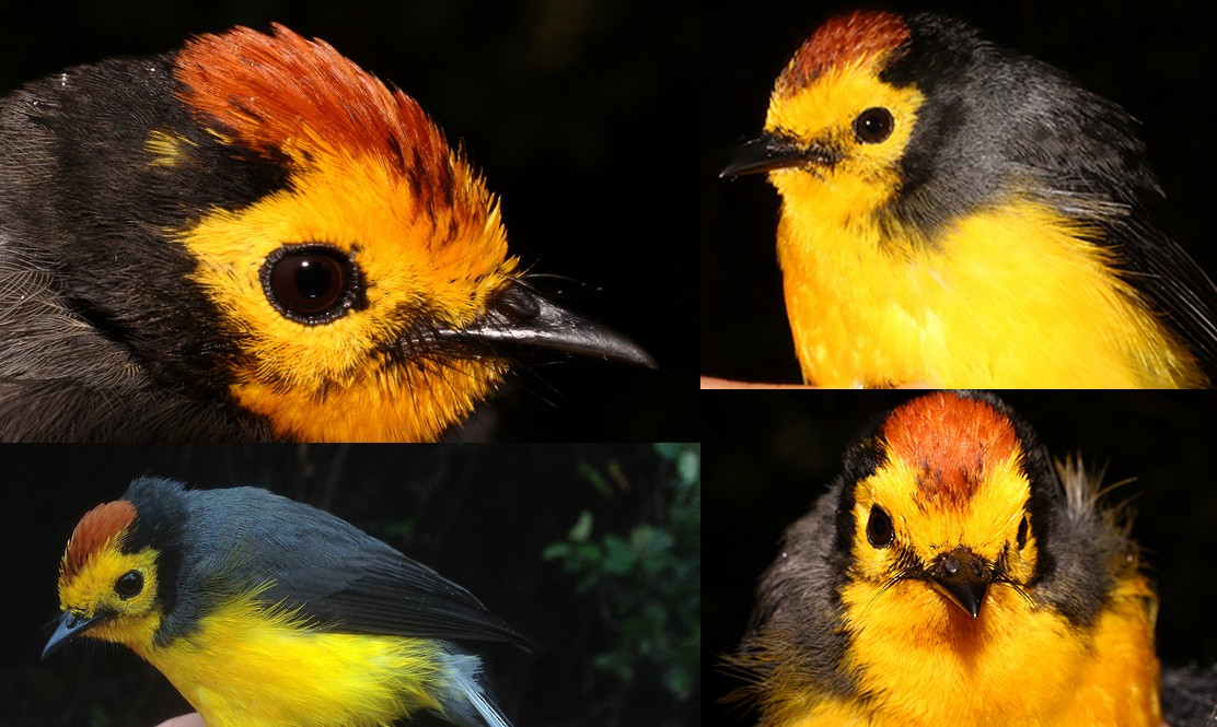 Golden-fronted x Spectacled Redstart (hybrid) - Andrés M. Cuervo