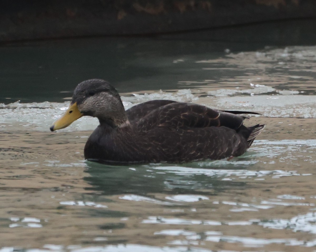 American Black Duck - ML405394021