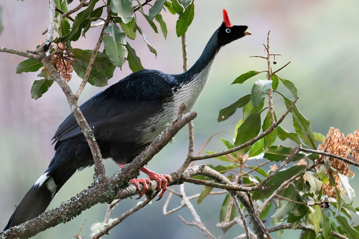 Horned Guan - ML405396251