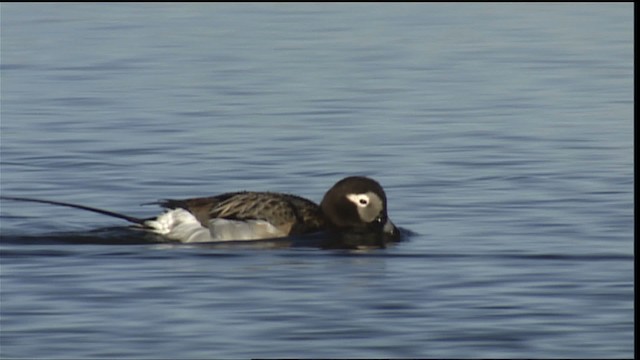 Long-tailed Duck - ML405397