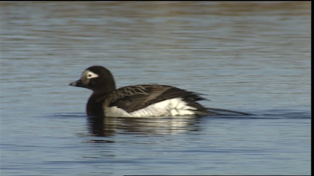 Long-tailed Duck - ML405398