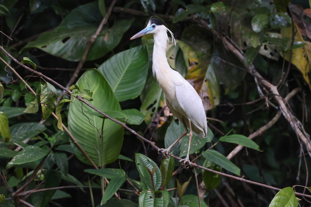 Capped Heron - ML405398391