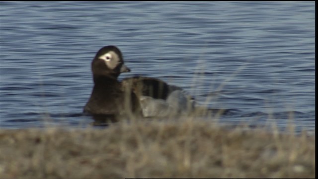 Long-tailed Duck - ML405399