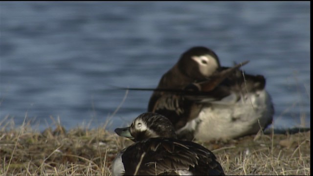 Long-tailed Duck - ML405400