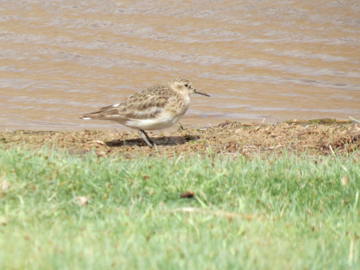 Baird's Sandpiper - ML405400051