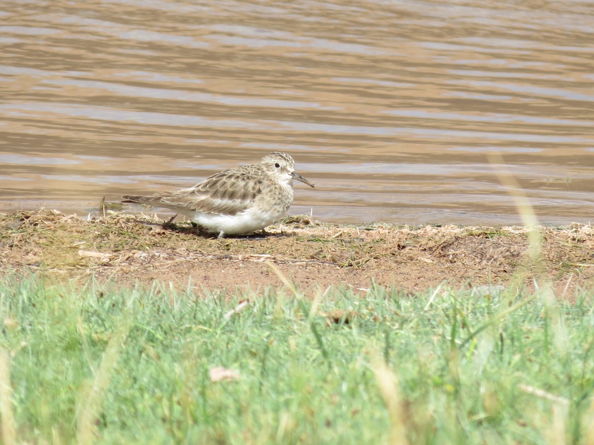 Baird's Sandpiper - ML405400061