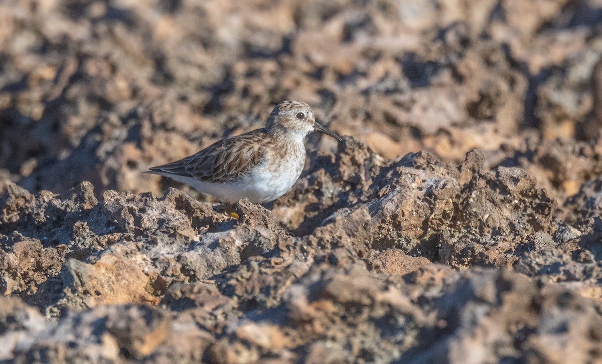 Least Sandpiper - Wim van Zwieten