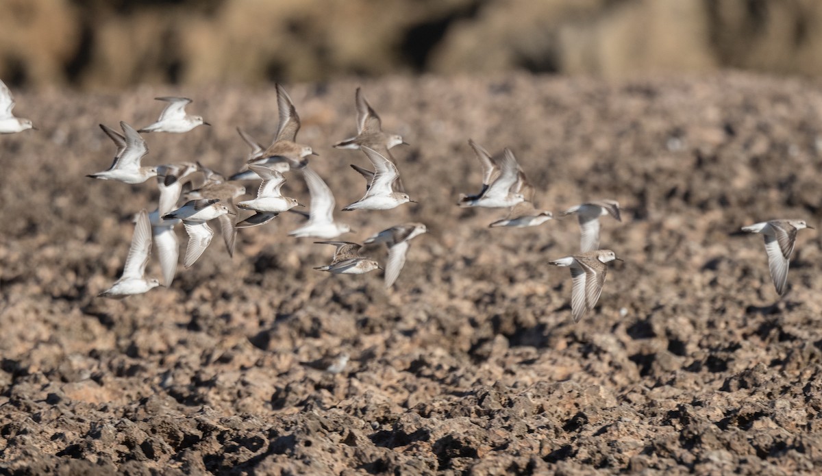 Semipalmated Sandpiper - Wim van Zwieten