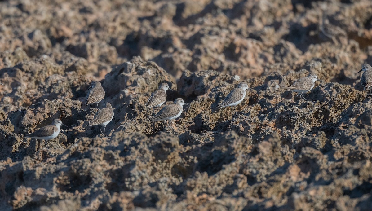 Semipalmated Sandpiper - ML405400471