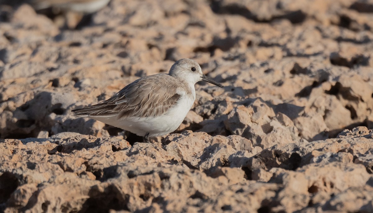 Western Sandpiper - ML405400641