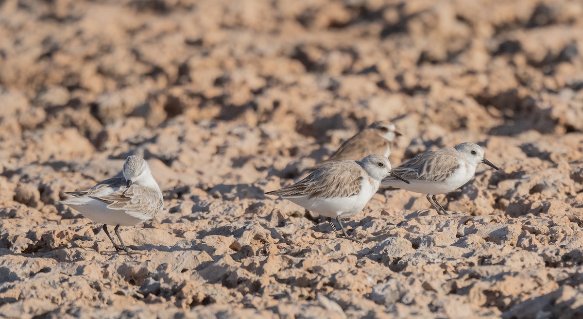 beringsnipe - ML405400661