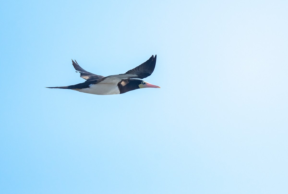 Brown Booby - ML405401031