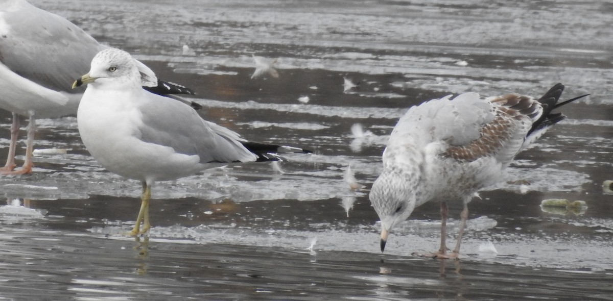 Ring-billed Gull - ML405401961