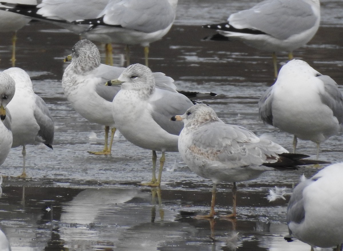 Ring-billed Gull - ML405401971