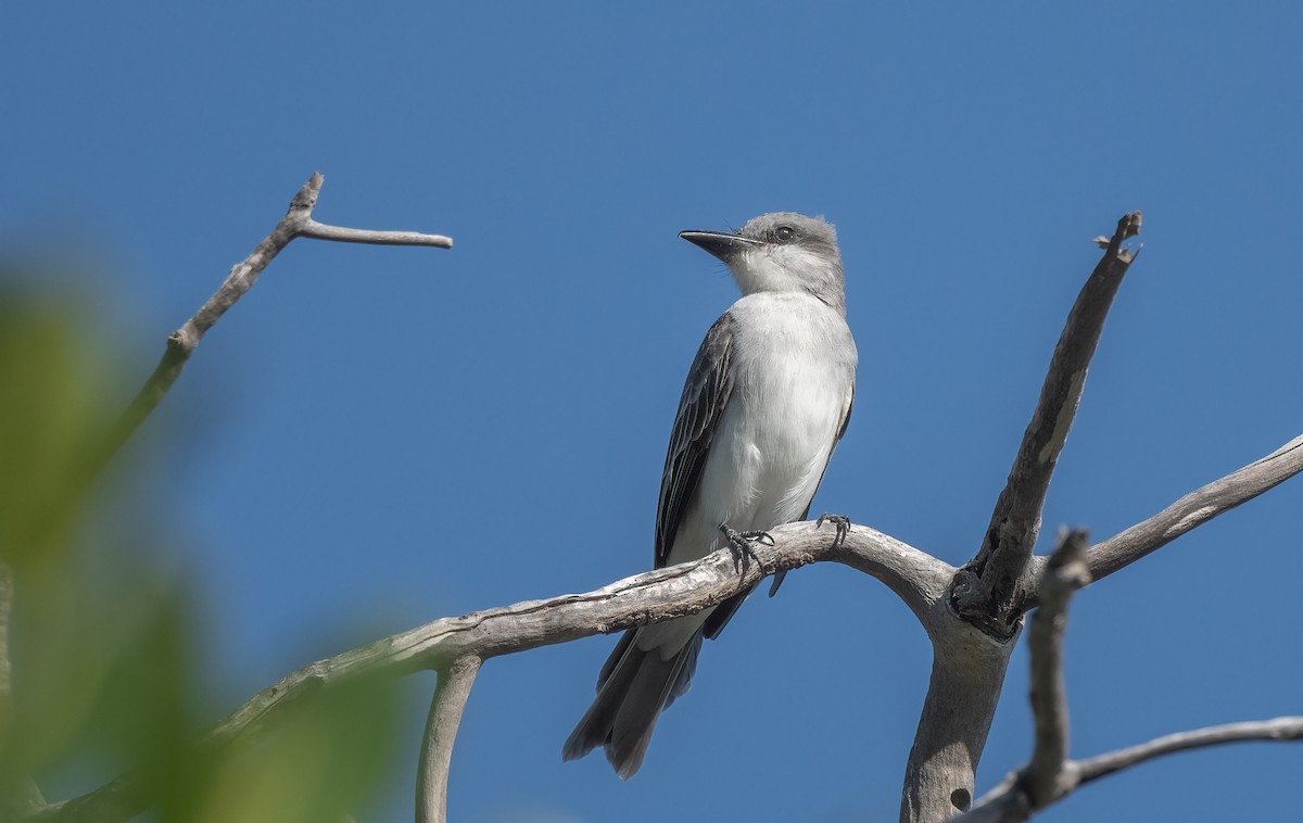 Gray Kingbird - ML405401981