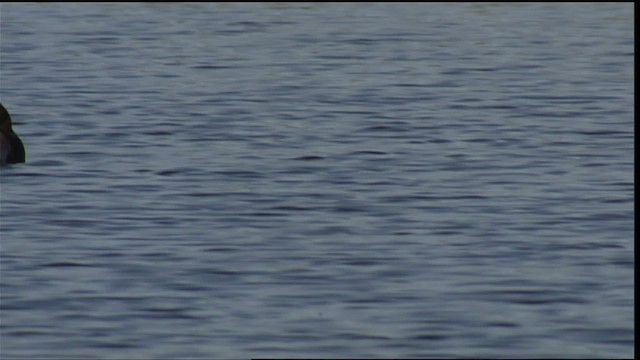 Long-tailed Duck - ML405402