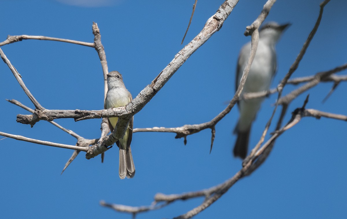 Gray Kingbird - ML405402001