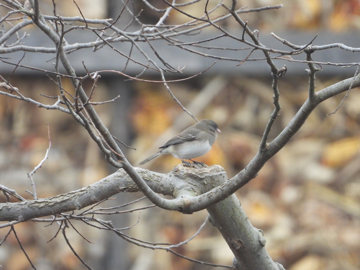 Dark-eyed Junco - ML405402471